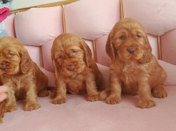 cocker spaniel angielski szczeniaki