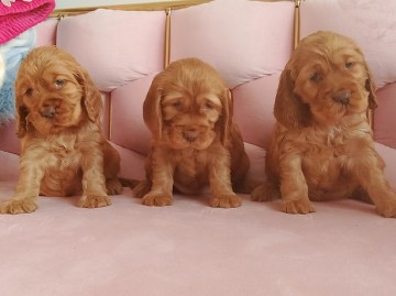 cocker spaniel angielski szczeniaki