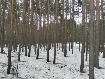 Sprzedam Las Brzeźno gm. Krzymów