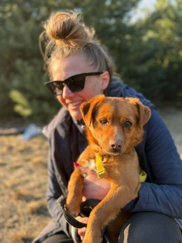 Marianek - nieduży rudy kawaler szuka domu!