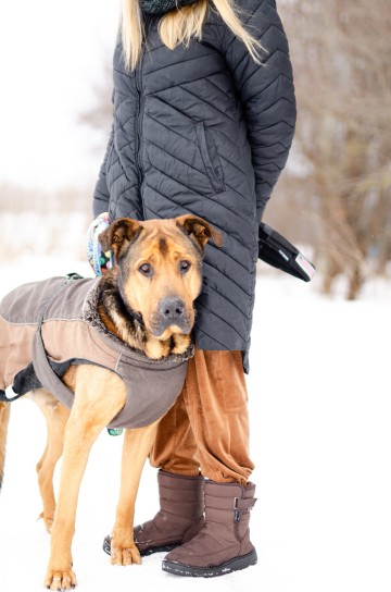 Leon - wielki pies z gołębim sercem szuka domu!