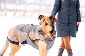 Leon - wielki pies z gołębim sercem szuka domu!