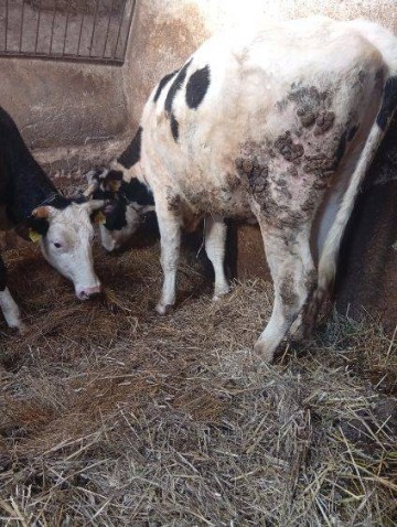 Sprzedam jał&oacute;wki