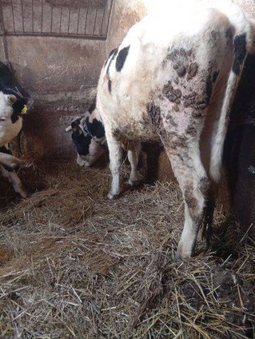 Sprzedam jał&oacute;wki