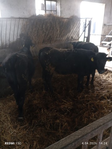 Sprzedam Jałówki angus