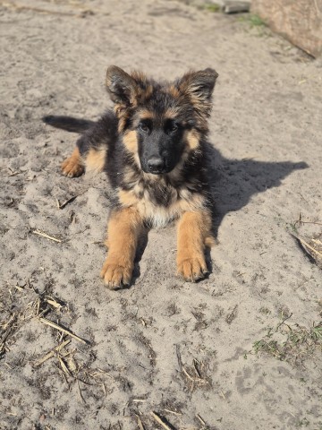 Owczarek niemiecki suczka