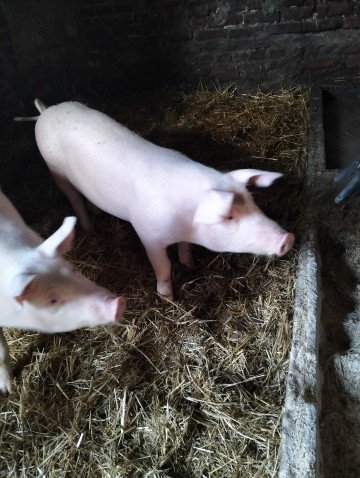 Knur knurek sprzedam