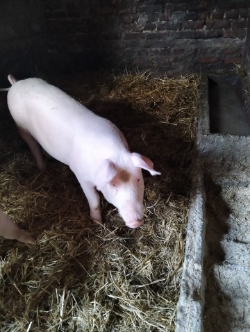 Knur knurek sprzedam