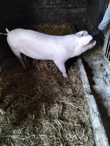 Knur knurek sprzedam