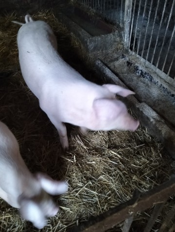 Knur knurek sprzedam