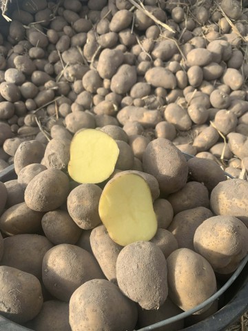 Denar wielkość sadzeniaka ziemniak