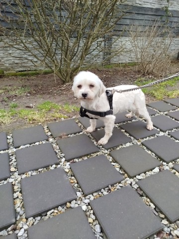 Hawańczyk suczka 500 zł.