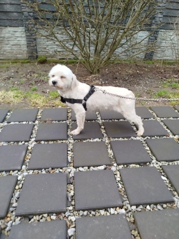 Hawańczyk suczka 500 zł.