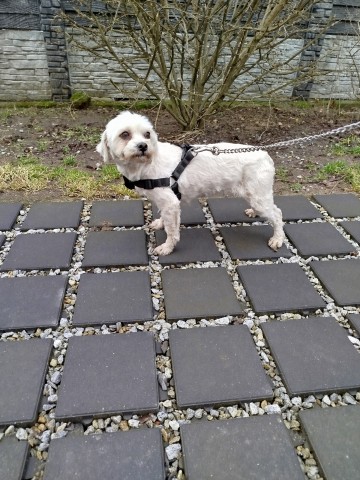 Hawańczyk suczka 500 zł.