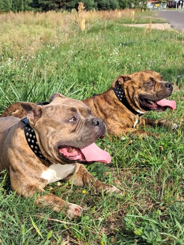Oddam za darmo psy rasy american bully pocet