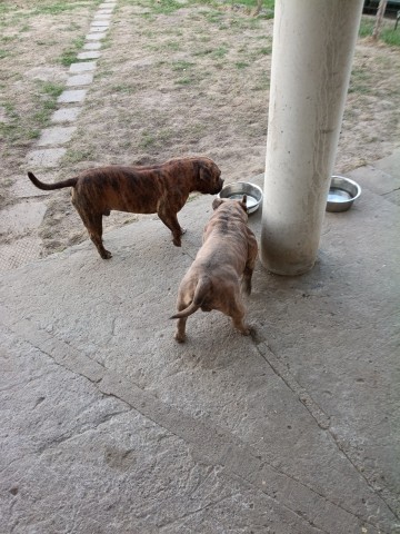 Oddam za darmo psy rasy american bully pocet