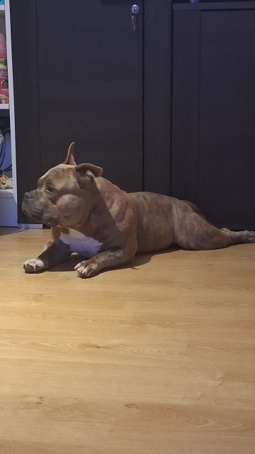 Oddam za darmo psy rasy american bully pocet