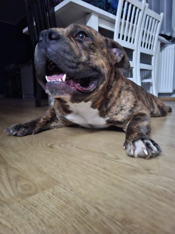 Oddam za darmo psy rasy american bully pocet