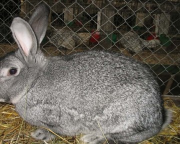 Sprzedam kr&oacute;liki