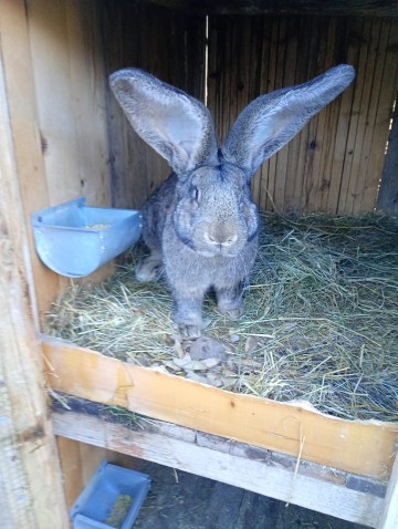 Kr&oacute;liki Olbrzym Belgijski