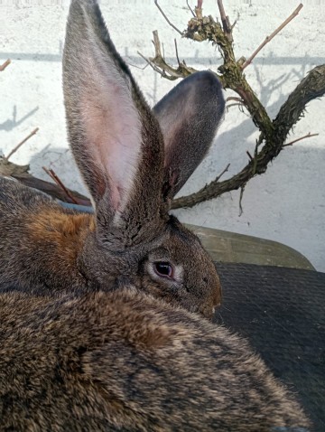 Króliki Olbrzym Belgijski