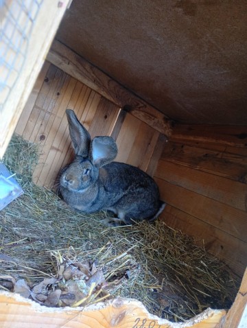 Króliki Olbrzym Belgijski