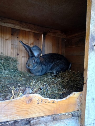 Króliki Olbrzym Belgijski