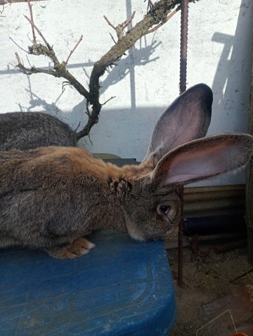 Króliki Olbrzym Belgijski