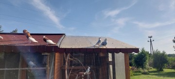 Sprzedam gołębie garłacze siodłacze czerwone