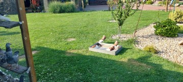 Sprzedam gołębie garłacze siodłacze czerwone