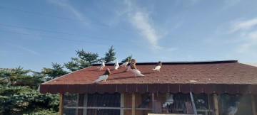 Sprzedam gołębie garłacze siodłacze czerwone