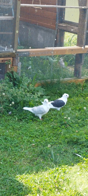 Sprzedam gołębie garłacze siodłacze czerwone