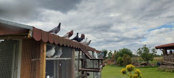 Sprzedam gołębie garłacze siodłacze czerwone