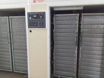 Wynajmę - Wylęgarnia Drobiu-pisklęta : gęsi, kaczki lub inne