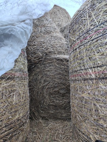 Pszenica ozima | Owies jary | Słoma