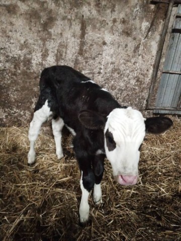 Sprzedam cielaka byczka