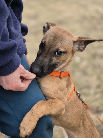 Malinka - szczeniak, kochana delikatna sunia