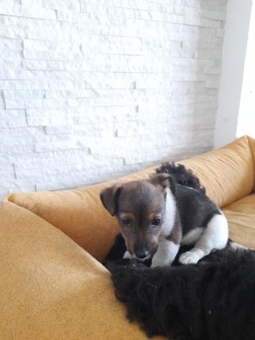Jack RUSSEL TERIER