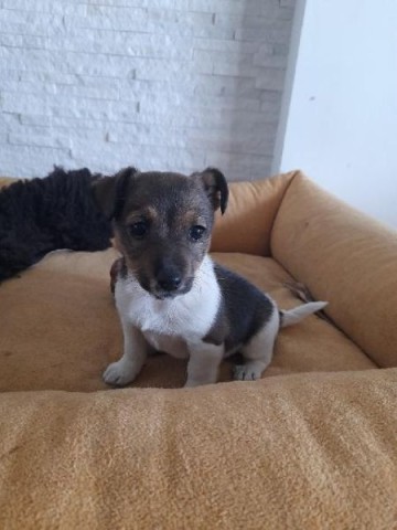 Jack RUSSEL TERIER