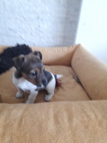 Jack RUSSEL TERIER