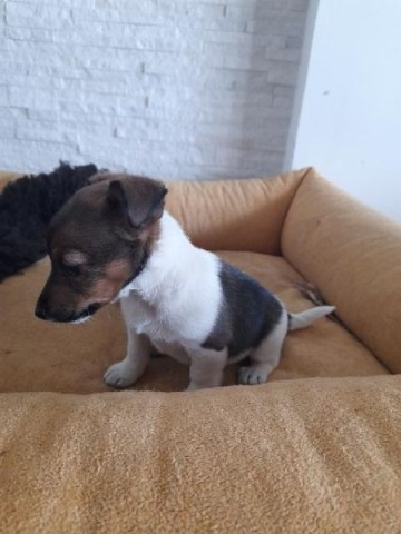 JACK RUSSEL TERIER- Suczka szuka domku