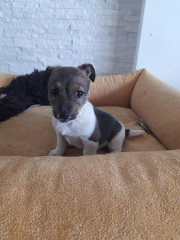 JACK RUSSEL TERIER- Suczka szuka domku