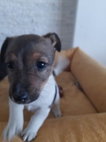 JACK RUSSEL TERIER- Suczka szuka domku