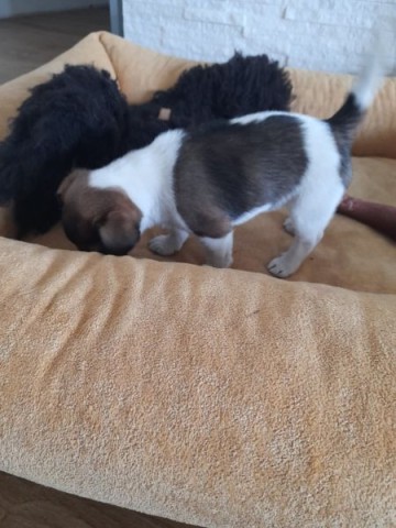 JACK RUSSEL TERIER- Suczka szuka domku
