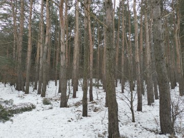 Sprzedam Las Brzeźno 76ar, Las Konin , Gmina Krzym&oacute;w