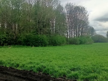Gospodarstwo rolne Jabłków gm. Kramsk 5,7 ha