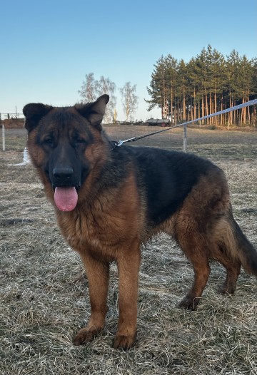 owczarek niemiecki