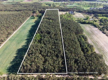 Las sosnowy na sprzedaż &ndash; 3,26 ha &ndash; Wielkopolska