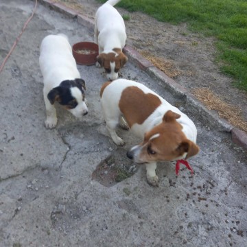 Jack Russell Terrier