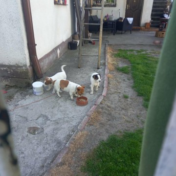 Jack Russell Terrier